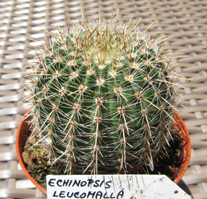 Echinopsis leucomalla